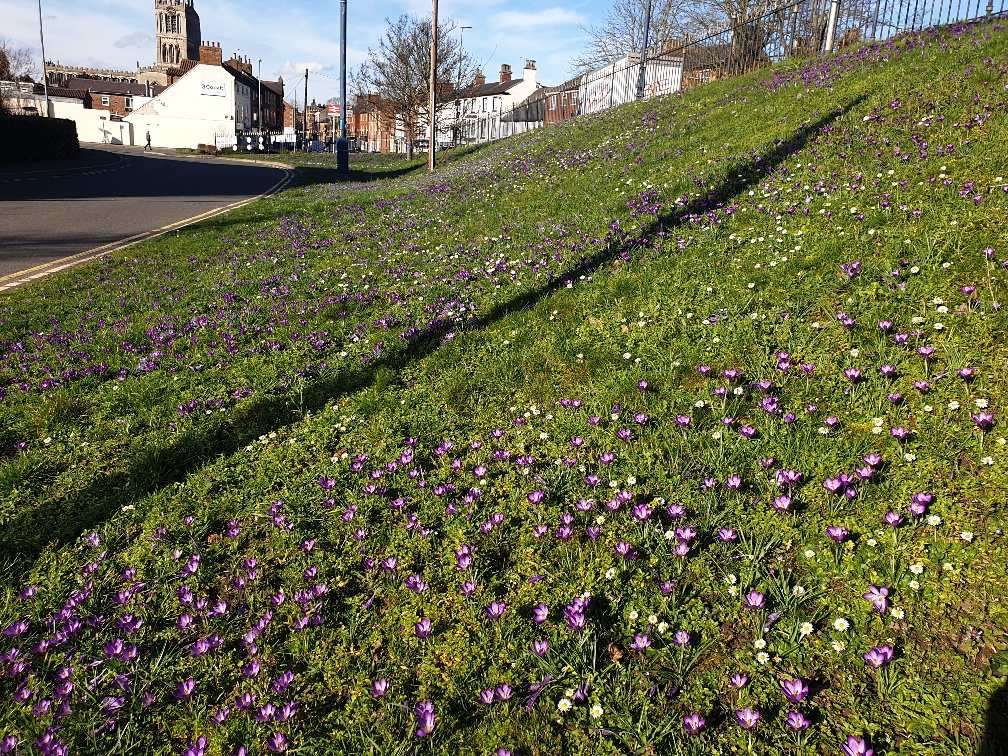 Crocuses