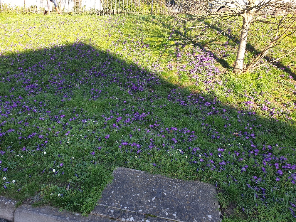 Crocuses