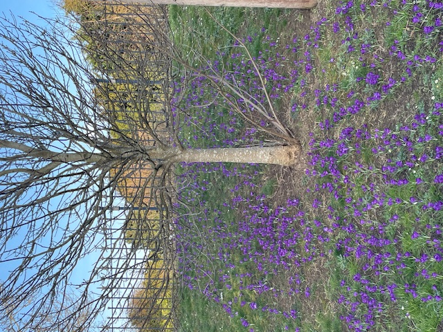 Crocuses